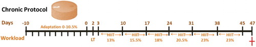 Figure 1. Experimental protocol for chronic high-intensity interval training (HIIT) with caffeine intake (4 and 8 mg /kg). Adaptation occurred between day −10 to 0 (with a gradual increase in workload to 10.5% body weight). On day 2 we measured blood lactate content (LT). On day 3 HIIT was started, three times a week, with a 48 hours interval between each session. Workload (%) can be found in the timeline. The last HIIT session was performed at day 45. The elevated plus maze task was performed 48 hours later.