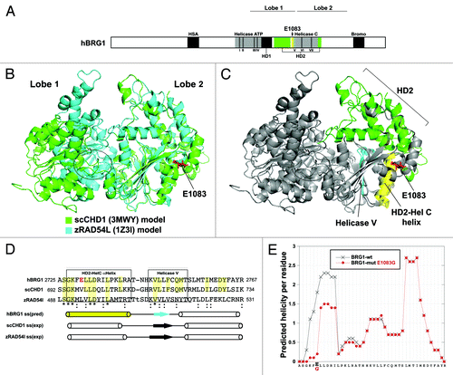 Figure 4. Structural importance of the E1083 residue. (A) Human (h) BRG1 Uniprot motifs. Roman numerals and dotted lines denote helicase-like motifs. (B) Superimposition of two 3D protein homology models of human BRG1 ATPase chromatin-remodeling domain. (C) Structural annotation lobe 2 domains. Domain features are color-coded to match the stick diagram of BRG1 in panel A. The E1083 residue lies within the HD2-HelC helix (yellow). (D) Multiple sequence alignment of hBRG1, Saccharomyces cerevisiae (sc) CHD1, and zebrafish (z) RAD54L peptides containing the E1083 residue. Protein homology secondary structure predictions of the hBRG1 peptide compared with the known structures of scCHD1 and zRAD54L peptides are annotated below the alignment. (E) Predicted helicity plot of residues contained within the hBRG1 peptide shown in D.