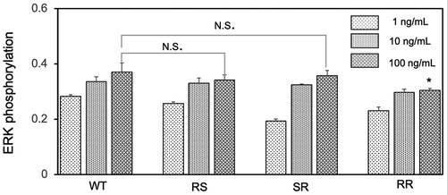 Figure 3. Comparison of the activity of EGF variants in the soluble form. A431 cells were treated with each EGF variant at concentration of 1 ng, 10 ng and 100 ng/mL for 5 min and the ERK phosphorylation levels were evaluated by in situ cell ELISA. The asterisk in the RR group means represents significant difference against WT at the concentration of 100 ng/mL