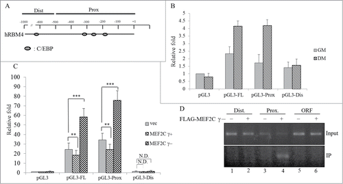 Figure 7. The MEF2Cγ- isoform constitutes an alternative splicing-coupled transcriptional control of RBM4 expression. (A) The diagram shows putative binding sites of C/EBP proteins within the human RBM4 promoter. (B) The pGL3-basic or firefly luciferase reporter driven by the intact or truncated RBM4 promoter (proximal and distal regions) was cotransfected with a pRL-SV40 reference vector into C3H10T1/2 cells cultured in GM or differentiation medium (DM). (C) The intact pGL3-hRBM4 reporter or its truncated mutant was cotransfected with the expression vector of the MEF2C variants and the pRL-SV40 reference vector into C3H10T1/2 cells. The bar graph shows the relative firefly luciferase activity normalized to Renilla luciferase activity. (D) Genomic DNA prepared from cells overexpressing FLAG-MEF2Cγ- was sheared and subjected to a chromatin immunoprecipitation analysis. The FLAG-MEF2Cγ- bound DNA fragment was examined using a PCR analysis with specific primer sets targeting the promoter and open reading frame of the human RBM4 gene (Table S1) (ND, no difference; * p < 0.05; ** p < 0.01; *** p < 0.005).