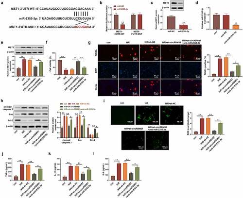 Figure 4. CircRBMS1 mediated H/R-induced cell injury by targeting miR-2355-3p/MST1 axis. I/R induced HCMs were transfected with sh-NC, sh-circRBMS1 or sh-circRBMS1 and miR-2355-3p inhibitor. (a) Predicted binding site for miR-2355-3p and MST1. (b) Detection of luciferase activity. (c) MST1 protein was determined. (d) Detection of miR-2355-3p was conducted using qRT-PCR. (e) Western blot for MST1 quantification. (f) Assessment of cell viability. (g) Calculation of TUNEL positive cells. Scale bars: 50 μm. (h) Western blot for cleaved-caspase 3, Bax and Bcl-2. (i) ROS generation was detected using immunofluorescence assay. Scale bars: 100 μm. (j-l) ELISA results for the contents of TNF-α, IL-1β and IL-6. *P < 0.05, **P < 0.01 compared with control, miR-NC, H/R+ sh-NC or H/R+ sh-circRBMS1+ anti-miR-2355-3p.