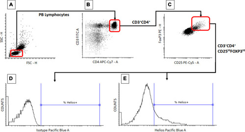 Figure 1 Representative gating strategy – determination of the proportion of peripheral blood Treg cells expressing Helios. Peripheral blood mononuclear cells were obtained and processed as in the Patients and Methods section. During flow cytometry data analysis, lymphocytes were first identified based on their forward (FSC-H) and side scatter (SSC-H) (A). Contents of the lymphocyte gate were then analyzed for the presence of CD3 and CD4 markers and CD3+CD4+ T cells were gated (B). Then the contents of the CD3+CD4+ T cell gate were analyzed for the expression of CD25 and FoxP3 antigens and the cells displaying the CD3+CD4+CD25highFoxP3+ phenotype (Tregs) were delineated (C). Finally, the cells displaying the Treg phenotype were analyzed for the proportion of Helios+ cells ((D) sample stained with isotype control, (E) sample stained with anti-Helios antibody). Rounded rectangles mirror the actual gates used for analysis.