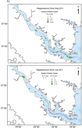Figure 6. Capture locations of adult Atlantic Croakers in relation to dissolved oxygen (DO) concentration (mg/L) in the (A) Rappahannock River, (B) York River, and (C) James River during May and July 2011.