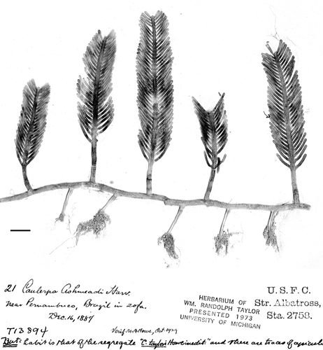 Fig. 10. Herbarium sheets of specimen T13894 reported as Caulerpa ashmeadii Harvey by Taylor (Citation1930) from Pernambuco State, Brazil. See annotation made by Taylor regarding ‘traces of apiculi’ and pointed arrow on right assimilator. Specimen maintained at MICH Scale bar: 1 cm.