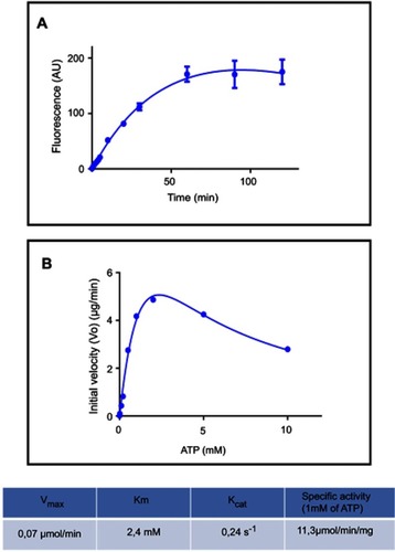 Figure 2 Polyphosphate kinase fluorescence enzymatic assay using DAPI. (A) PolyP kinase activity was measured using DAPI to quantify polyP production. Purified E. coli PPK1-His6-tag (16,5 µg/ml) was added to the reaction mix: 50 mM Hepes-KOH pH 7.2, 5 mM MgCl2, 50 mM ammonium sulfate, 1 mM ATP, 1 µg/ml poliP45, 2 mM phosphate creatine and 20 µg/ml creatine kinase. At each time reaction was stopped by adding 50 μM DAPI to 20 μL aliquots and fluorescence was read using SynergyTM Multi-Mode Microplate Reader (Biotek, Winooski, VT, USA) using excitation and emission filters of 400/10 nm and 540/25 nm respectively. (B) PPK activity of the purified PPK1-His6-Tag was assayed at different substrate (ATP) concentrations.