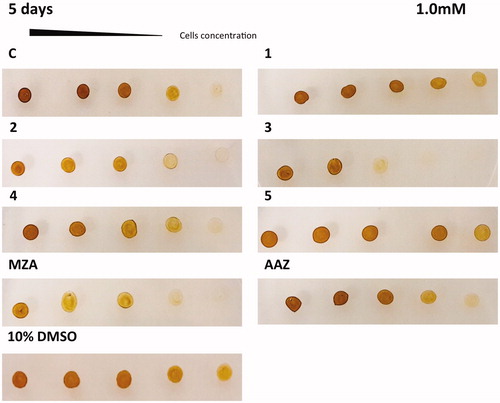 Figure 5. Diatom cells were spotted on the agar plates containing 1.0 mM of each sulphonamide inhibitors. Legend of Figure 5 is the same as Figure 4 except for the AAZ panel, which, here, is part of the same set of experiments. The disappearance of the diatom colonies evidences the inhibitor effect of the CAIs.