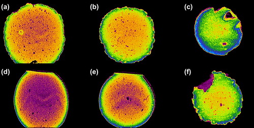 Figure 3. Micro-CT images of control (PB-SA) microcapsules (a–c) and test (PB-DCA-SA) microcapsules (d–f) depicting the internal complexity and structural morphology of the microcapsules. The visible purple color in PB-DCA-SA (d–f) figures reflects greater density of the microcapsule core caused by incorporation of DCA into the matrix.