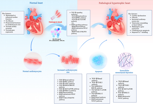 Figure 1. Diagram of the pathological mechanism of the development of pathological cardiac hypertrophy. Pathological stimuli act on normal cardiomyocytes, leading to increase in the cardiomyocyte size and cardiomyocyte apoptosis. Ultimately, these effects lead to the development of pathological cardiac hypertrophy. Ang-II, angiotensin II; BMP, bone morphogenetic protein; EGF, epidermal growth factor; ERK1/2, extracellular signal-regulated kinase 1/2; ET-1, endothelin-1; ISO, isoprenaline; JNK, c-Jun N-terminal kinase; mTOR, mammalian target of rapamycin; NE, norepinephrine; NFAT, nuclear factor of activated T cells; PKC, protein kinase C; RHOA, Ras homolog gene family member A; ROCK, Rho kinase; Smad, small mother against decapentaplegic; TAK1, transforming growth factor-β (TGF-β) activated kinase 1; TGF-β, transforming growth factor-β.