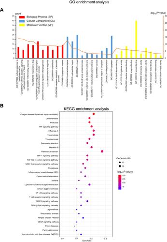 Figure 6 Functional enrichment analysis of 47 drug targets against COVID-19. (A) Top 10 terms for GO enrichment analysis. (B) Top 30 pathways for KEGG enrichment analysis.