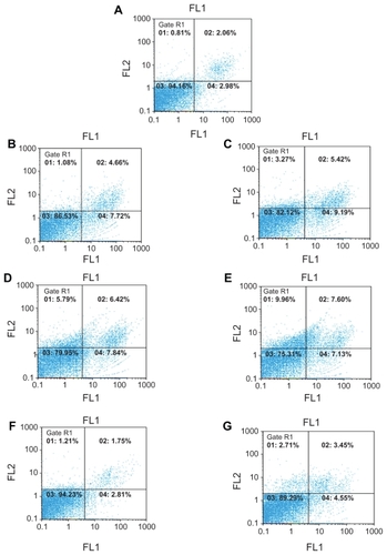 Figure 8 Dot plot diagrams related to the amount of apoptosis-necrosis assays. Impact of the conjugates and free cisplatin (CDDP) at two concentrations on the percentage of apoptosis and necrosis. The data were analyzed with a version 2.4 of Flomax software. (A) negative control, (B) G1(0.75 μg/ml), (C) G1(1.5 μg/ml), (D) G2 (0.75 μg/ml), (E) G2 (1.5 μg/ml). (F) Platinum (0.75 μg/ml), (G) Platinum (1.5 μg/ml). Lower right: apoptotic cells, Upper right: necrotic and secondary apoptotic cells, Lower left: viable cells, Upper left: damaged cells.