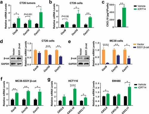 Figure 3. β-Catenin inhibition upregulates the expression of CXCR3 chemokines in colorectal tumor cells. (a) qPCR analysis of chemokine mRNA expression in CT26 tumors of iCRT4- or vehicle-treated mice. n = 4. (b) qPCR analysis of chemokine mRNA expression in CT26 cells treated with iCRT14 or vehicle in vitro. n = 4. (c) Quantification of CXCL10 proteins in the media of CT26 cell culture by ELISA. n = 3. (d-e) CT26 (d) or MC38 (e) were transduced with lentivirus containing S33Y.β-catenin or empty vector. Expression of β-catenin protein and chemokine mRNA expression was measured by Western blot and qPCR respectively. n = 4. (f) MC38-S33Y.β-cat cells was treated with iCRT14 or vehicle. Chemokine mRNA expression was analyzed by qPCR. n = 4. (g) qPCR analysis of chemokine mRNA expression in HCT16 and SW480 cell lines treated with iCRT14 or vehicle in vitro. n = 4. * P < .05, ** P < .01, *** P < .001, **** P < .0001