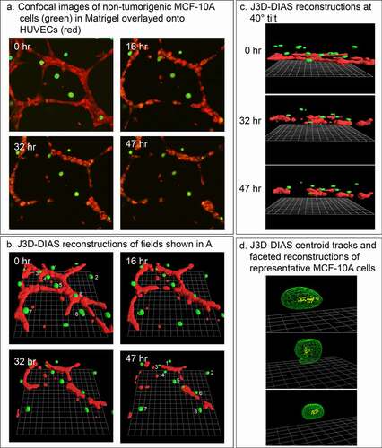 Figure 7. Breast-derived nontumorigenic MCF-10A cells do not translocate in a directed fashion toward HUVEC networks, supporting the contention that tumorigenic MB-231 cells attach to HUVEC networks in an active and directed movement, not by random collisions. MCF-10A cells not only fail to move to the HUVEC network, but also signal dissociation of the HUVEC network by a soluble factor. (a) View from on top of an LSCM projection of MCF-10A cells and a HUVEC network over a 47 hour period of incubation. (b) View at an angle of J3D-DIAS reconstructions of the preparation in panel A. Cells translocating along the HUVEC network are numbered. (c) View from the side of J3D-DIAS reconstructions of the preparation in panel A. (d) An example of centroid tracks of representative MCF-10A cells in the proximity of the HUVEC networks. MCF-10A cells are color-coded green in panels A–C