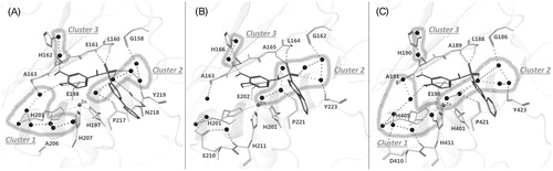 Figure 6. (A) MMP-8:14 X-ray complex (IC50: 3.1 μM, predicted total energy −395 kJ/mol), (B) MMP-2:14 modeled complex (IC50: 7.0 μM, predicted total energy −379 kJ/mol), and (C) MMP-9:14 modeled complex (IC50: 2.7 μM, predicted total energy −405 kJ/mol). The ligand is represented as sticks and the water molecules as spheres. The network of water molecules is depicted with H-bonds reported as dashed lines and water clusters are encircled.