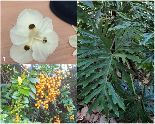 Figure 1. Examples of images with high identification accuracy. 1. Dietes bicolor. 2. Duranta spp. (golden dewdrop). 3. Philodendron.