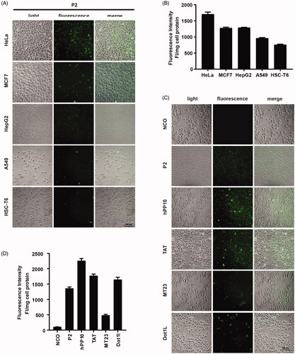 Figure 4. Cellular uptake of peptide P2 under different conditions. (A) Fluorescence microscopy images of FITC-labeled peptide P2 (5 µM) in different cell lines for 1 h. (B) Fluorescence intensity quantification of FITC-labeled peptide P2 (5 µM) in different cell lines for 1 h. All measurements (3 replications of each group) were normalized to the protein concentration of cell lysate, and error bars represent S.E.M., the one‐way analysis of variance (ANOVA) with Tukey–Kramer’s post hoc test was used to compare the differences. (C) Fluorescence microscopy images of FITC-labeled peptides (5 µM) other than peptide P2 for 1h. (D) Fluorescence intensity quantification of FITC-labeled peptides (5 µM) other than peptide P2 for 1 h. All measurements (3 replications of each group) were normalized to the protein concentration of cell lysate, and error bars represent S.E.M., the one‐way analysis of variance (ANOVA) with Tukey–Kramer’s post hoc test was used to compare the differences.