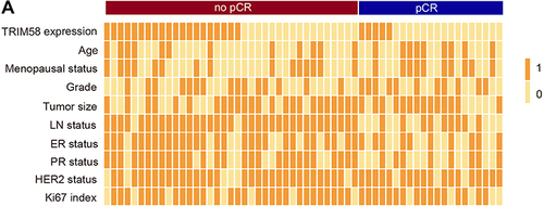 Figure 2 Clinicopathological features of pathological complete response (pCR; n = 21) and no-pCR (n = 37) patients. (A) Two-category data (TRIM58 expression high versus low, age ≥50 versus <50 years, tumor size ≥ 3 versus < 3, LN status positive versus negative, ER positive versus negative, PR positive versus negative, HER2 positive versus negative, and Ki67 index ≥30% versus <30%) are shown with values 1 and 0, respectively.