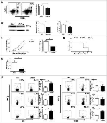 Figure 5. Administration of siNFIA into tumor tissue delays tumor progression and enhances antitumor immune responses. Groups of mice bearing established LLC were intratumorally injected with siNFIA every 3 d for 2 weeks. (A) The proportion of CD11b+Ly6G+ G-MDSCs in tumor tissue was analyzed by flow cytometry. (B) G-MDSCs from tumor tissue were isolated, NFIA protein level was detected by Protein gel blot. Arg1 activity and ROS production in G-MDSCs sorted from tumor tissues were detected. (C) Tumor volume and weight were measured at indicated time. (D) Survival of mice in different groups. (E) Ki67 expression in tumor tissue was detected by qRT-PCR. (F) The proportions of CD4+IFNγ+ Th1 and CD8+IFNγ+ CTL cells from spleens, draining lymph nodes and tumor tissue were analyzed by flow cytometry. **p < 0.01, *p < 0.05, ns: no significance, Geo MFI: geometric mean fluorescent intensity.