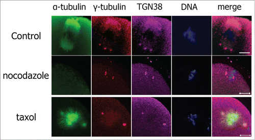 Figure 2. Localization of TGN38 in mouse oocytes after treatment with nocodazole or taxol. Oocytes were incubated in M2 medium containing nocodazole (20 μg/ml; 10 min) or taxol (10 μM; 45 min). Then the oocytes were washed thoroughly with M2 medium and co-stained with antibodies against TGN38 (purple) and γ-tubulin (red). Hoechst 33342 was used to stain DNA (Blue). Bars, 10 μm.