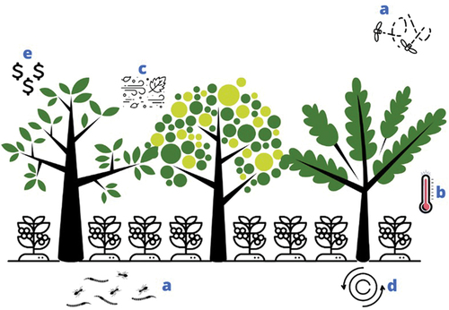 Figure 6. Potential integrated ecological and economic benefits from agroforestry for coffee production including increased (a) above and below ground species biodiversity; (b) temperature stabilization; (c); wind speed reduction; (d) carbon storage; (e) diversified income from non-timber products(.