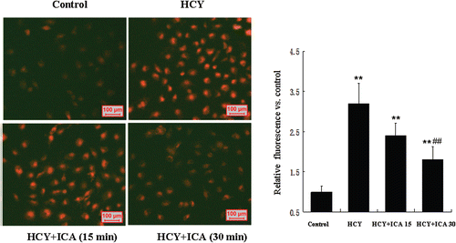 Figure 4.  Icariin (ICA) rapidly reduced the intracellular reactive oxygen species (ROS) level in human umbilical vein endothelial cells (HUVECs). HUVECs exposed to 400 μM homocysteine were loaded with dihydroethidium (DHE). Then cells were treated with 5 μM ICA for 15 to 30 min. The fluorescence intensity was measured using a fluorescent plate reader at an excitation wavelength of 520 ± 5 nm and an emission wavelength of 620 ± 5 nm for DHE. The values are presented as means ± SD of three experiments. HCY, homocysteine; ICA, icariin. **p < 0.01 vs. control; ##p < 0.01 vs. HCY.