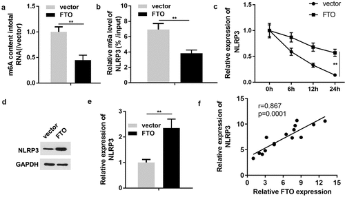 Figure 5. FTO regulates NLRP3 expression in a m6A-dependent manner. (a) Quantification of m6A levels in transfected ARPE-19 cells. (b) Methylated RNA immunoprecipitation was conducted to determine the enrichment of NLRP3 mRNA by utilizing m6A-specific antibody. (c) The mRNA stability detected using PCR. (d, e) Western blot analysis of NLRP3 expression in ARPE-19 cells transfected with FTO-expressing vector or negative control empty vector. (f) Pearson correlation analysis of the association between FTO and NLRP3. Experimental data are presented as the mean ± SD (n = 4). **P < 0.01. FTO, FTO α-ketoglutarate dependent dioxygenase; NLRP3, nucleotide-binding domain leucine-rich repeats family protein 3; m6A, N6-methyladenosine.