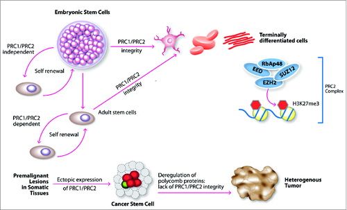 Figure 4. Putative function of PRC2 complex genes in carcinogenesis. Integrity of PRC1 and PRC2 signaling is critical for embryonic and adult stem cells. Ectopic expression of PRC1 and PRC2 in cancer may reprogram somatic cells toward cancer stem cell phenotype. Deregulation of these genes in somatic adult tissues may play a critical role in tumorigenesis.