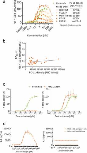Figure 2. NM21-1480 stimulation of 4–1BB requires PD-L1, but its EC50 is largely independent of PD-L1 density. (a) Concentration–response curve for NM21-1480-induced stimulation of 4–1BB relative to maximal urelumab-induced activation in a NF-κB Jurkat reporter cell line co-incubated with IFN-γ pre-stimulated cancer cell-lines expressing different PD-L1 densities. PD-L1 density on the cancer cell lines is represented as the average αPD-L1 antibody-binding capacity quantified by flow cytometry. Markers represent mean (± SD) of one representative experiment of ≥ 4 independent experiments. (b) EC50 values for NM21-1480 stimulation of 4–1BB measured by NF-κB Jurkat reporter cells plotted against PD-L1 density of cell lines co-incubated within the assay. Every cell line was tested in ≥ 4 independent experiments and all obtained individual EC50 values were plotted against PD-L1 density. A linear regression model is shown as solid line to indicate constant EC50. (c) Normalized concentration–response curve for NM21-1480 or urelumab stimulation of NF-κB in Jurkat reporter cells co-incubated with PD-L1-negative CHO cells (left) or PD-L1-positive HCC827 cells (right). Markers represent mean (± SD) of one representative experiment of ≥ 4 independent experiments. (d) Human PBMCs were pre-activated with an αCD3 antibody then exposed to NM21-1480. Concentration–response curves for IL-2 secretion in response to NM21-1480 stimulation in the presence of PD-L1-positive HCC827 cells (left) or PD-L1-negative CHO cells (right). No measurable Il-2 secretion was observed in non-pre-activated PBMCs. Mean (± SD) of one representative experiment of 3 independent experiments