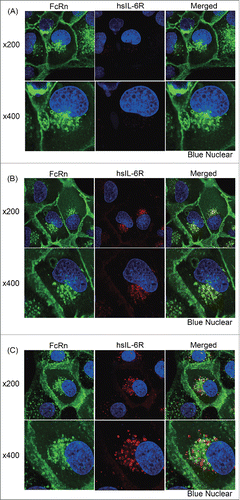 Figure 5. Evaluation of endosomal antigen dissociation by confocal microscopy analysis. The calcium-dependent antigen-binding properties of an antibody affects the intracellular location of the antigen. FcRn expressing MDCK cells were pulsed with (A) labeled hsIL-6R alone or labeled hsIL-6R at a same amount of (B) a conventional antibody without calcium dependency (NPH) or (C) an antibody with calcium-dependent antigen binding (6RL#9). In (A), (B) and (C), upper and lower panels show 200 fold and 400 fold magnification, respectively. Cell images are shown with FcRn, hsIL-6R and nuclear in green, red and blue, respectively.