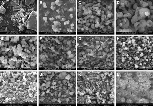 Figure 5 SEM of AG and coarse AG and representative AG-NC-SD.Notes: (A) Coarse AG; (B) AG-NC-SD (S1); (C) AG-NC-SD (S3); (D) AG-NC-SD (S4); (E) AG-NC-SD (S7); (F) AG-NC-SD (S10); (G) AG-NC-SD (S12); (H) AG-NC-SD (S14); (I) AG-NC-SD (S16); (J) AG-NC-SD (S17); (K) AG-NC-SD (S18, magnification 10,000×); and (L) AG-NC-SD (S18, magnification 20,000×).Abbreviations: AG, andrographolide; NC, nanocrystal; S, sample; SD, solid dispersion; SEM, scanning electron microscopy.