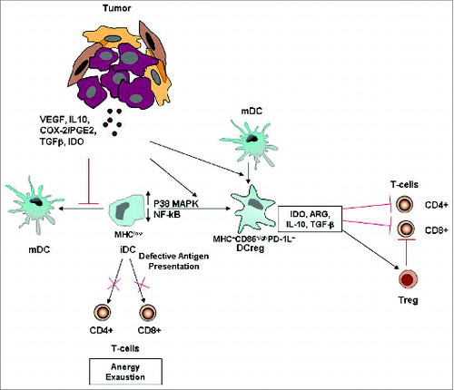 Figure 3. Tumor-altered DC function. Tumor-secreted factors can inhibit DC maturation. Immature DCs, displaying low NF-kB activation, low MHC class II and co-stimulatory molecule expression, are defective antigen presenting cells and induce T cell anergy and exhaustion. Tumor-derived factors can also induce the development of immunosuppressive regulatory DCs, which suppress T cell function through multiple mechanisms. More informations regarding the mechanisms by which tumors alter DC function and suppress host anti-tumor immunity are illustrated in the review of Hargadon.Citation84 Abbreviations: iDC, immature DC; MDC, mature DC; Reg DC, regulatory DC; Treg, regulatory T cell; PD-1L, programmed death 1 ligand.