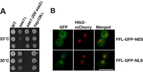 FIG 2 Temperature-sensitive phenotype of sse1-200 sse2Δ cells and localization of firefly luciferase reporters. (A) Growth of WT, sse1Δ, sse1-200 sse2Δ, and hsp104Δ strains after 3 days at 25°C and 30°C. (B) Micrographs showing the localization of the firefly luciferase fusion proteins FFL-GFP-NES and FFL-GFP-NLS. Histone 2B fused to mCherry (Htb2-mCherry) functions as a nuclear marker. Bar = 5 μm.