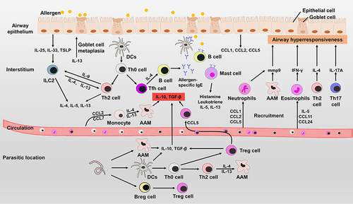 Figure 3 The pathogenesis of allergic asthma and the mechanisms of helminth therapy. When the immune system encounters allergens for the first time, airway epithelial cells activate ILC2s to induce a Th2-type immune response. Antigen presenting cells can also present allergens to Th0 cells and induce the differentiation of Th2 cells and Tfh cells. Tfh cells and IL-4 can induce B cells to produce allergen-specific IgE that binds to Fc receptors on mast cells, B cells and DCs. Eosinophils are recruited by IL-5 and release IFN-γ, which is involved in airway hyperresponsiveness. IL-17A and matrix metalloproteinase 9 also contribute to airway hyperresponsiveness. Upon subsequent exposure to allergens, immune cells can be quickly activated to cause inflammation. Helminths and helminth-derived molecules can induce the differentiation of Treg cells and anti-inflammatory cytokines in the parasitic location. Although some helminths are not exposed to lung tissue, the regulated immune cells that secret anti-inflammatory cytokines can migrate to inflammatory tissues to suppress the inflammation in lungs.