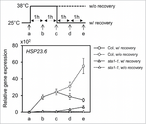 Figure 2. Restoration of splicing activity for HSP23.6 transcript under room temperature in sta1-1. The expression of mature HSP23.6 was monitored with (solid line) and without (dashed line) recovery after two hours of heat treatment at 38°C in Col and sta1-1 seedlings. The circle and triangle indicate Col and sta1-1 samples respectively. The time points for sample harvests are marked with the letters a to e. Detailed conditions are described with the schematic model. Quantitative values were normalized with the internal control EIF4a. The means of triplicates are shown with standard error bars.