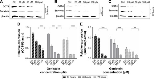 Figure 7 Genistein reduces tumorigenesis and promotes apoptosis.