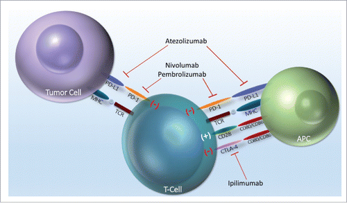 Figure 1. Immunologic targets of CTLA-4 and PD-1.