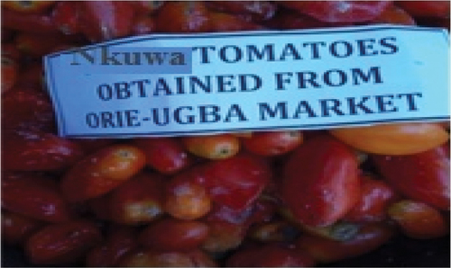 Plate 6: Orie-ugba nkuwa tomatoes.