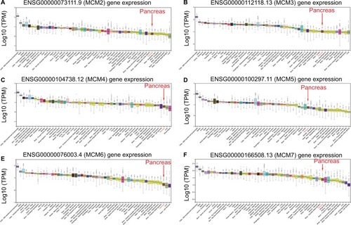 Figure 1 Expression distribution of MCM2–7 in human normal organ tissues.Notes: Expression distribution box plot of MCM2 (A); MCM3 (B); MCM4 (C); MCM5 (D); MCM6 (E); MCM7 (F).Abbreviation: MCM, minichromosome maintenance.