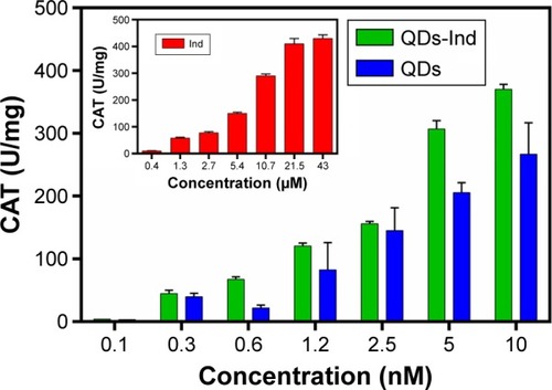 Figure 7 Enzymatic activity of extracts of cell suspension cultures treated with different concentrations of QDs, QDs-Ind, and indolicidin.Notes: CAT activities are expressed (as U/mg of protein) as decrease in absorbance of H2O2 consumption with SD. All bars have a significant difference with controls (P<0.05). Results are in response to an analysis of variance.Abbreviations: QDs, quantum dots; QDS-Ind, quantum dots-indolicidin.