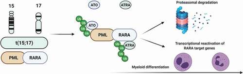 Figure 1. Mechanism of action of ATRA/ATO combination.