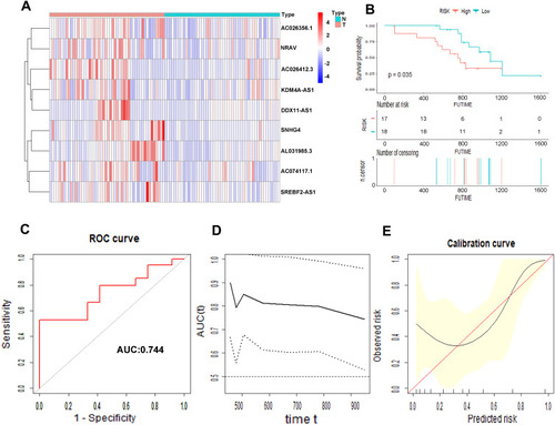 Figure 11 Prognostic value of the 9 m6A-related lncRNAs in the external cohort. The heatmap showed the expression profiles of the 9 m6A-related lncRNAs in 50 tumor tissues and adjacent normal tissues (A). The Kaplan–Meier curve of the OS between low risk and high risk split by median risk score (B). ROC curves of risk score for predicting OS (C). Time dependent AUC analysis where the solid and dashed lines depict the AUC and its 95% CI, respectively (D). The calibration curves of risk score for the prediction of survival (E).