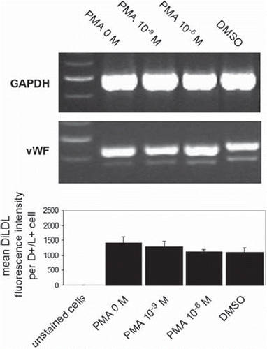 Figure 5. EPC differentiation after short-term PMA activation. EPCs were activated with different PMA concentrations for 15 minutes, after which cells were washed 3 times with PBS+/+ and incubated for a further 3 days in EBM. Gene expression of vWF was then measured using RT-PCR, and DiLDL uptake was determined using flow cytometry. Figure 5 shows representative lanes for GAPDH and vWF expression (n = 3), and the graph shows mean DiLDL fluorescence intensity in EPCs from 4 experiments.