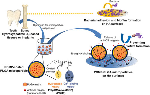 Figure 7 Schematic representation of PLGA/PBMP microparticles with QS inhibitors for the inhibition of biofilm formation on HA surfaces. Reproduced with permission from Kang M, Kim S, Kim Het al Calcium-binding polymer-coated poly(lactide- co-glycolide) microparticles for sustained release of quorum sensing inhibitors to prevent biofilm formation on hydroxyapatite surfaces. ACS Appl.Mater.Inter. 2019;11(8):7686.48 Copyright 2019, American Chemical Society.
