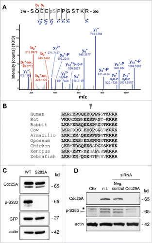 Figure 1. Mass spectrometric identification of Cdc25A phosphorylation at serine 283. (A) The HCD MS/MS spectrum of the monophosphorylated peptide, 279-SQEEpSPPGSTKR-290 (doubly charged precursor ion, MH2+, at m/z 691.80157) displays series of y- and b-ions. Intense simply charged y7 (at m/z 742.4204) together with simply charged b2 (at m/z 216.0978) indicate that serine 283 is phosphorylated but not serine 279, serine 287 or threonine 288. (B) Multiple sequence alignment of the NLS region of various Cdc25A orthologues. Arrow: position of ser283 (human sequence). (C) HEK293 cells were transfected with a bicistronic plasmid expression vector encoding GFP (control for transfection efficiency), and either wild-type (WT) Cdc25A or the S283A mutant. Twenty-four h post-transfection, total protein extracts were immunoblotted with the indicated antibodies. p-S283: phospho-ser283 antibody. (D) Total H1299 extracts were subjected to protein gel blot analysis. Treatments with the protein synthesis inhibitor cycloheximide (Chx, 50 μg/ml for 1 h) or with a siRNA directed against Cdc25A, which both lead to a strong reduction of Cdc25A protein level were included as negative controls for specificity of the antibody reaction. Arrow: position of Cdc25A. Asterisk: nonspecific cross reacting polypeptide. Respective molecular weights of the proteins are indicated on the right of the immunoblots.