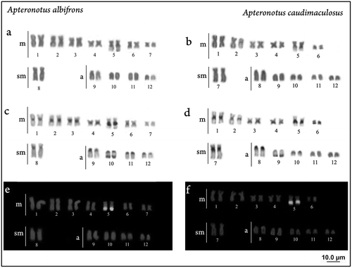 Figure 2. Karyotypes: (a), (b) after conventional staining (Giemsa); (c), (d) after C banding (e), (f) after FISH with rDNA 18S.