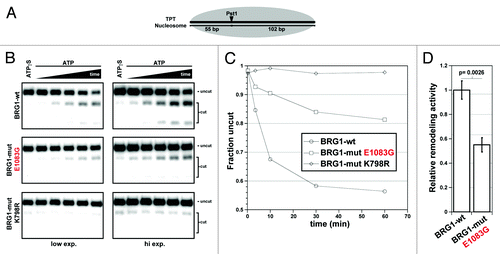 Figure 3. The BRG1 E1083G protein has a significant reduction in nucleosome-remodeling activity. (A) BRG1-dependent remodeling facilitates Pst1 cleavage of the TPT nucleosomal substrate. (B) Pst1 restriction enzyme accessibility assays were performed with wild type, E1083G, and K798R BRG1 protein in the presence of ATP or non-hydrolyzable ATPγS. The K798R is an “ATPase-dead” that served as a negative control. ATP-containing reactions were quenched at various time points (0.25–60 min), whereas ATPγS containing reactions were incubated for the entire 60 min time course. Shown are images of the same gel from two separate exposures. (C) Band densitometry measurements were used to calculate the fraction of uncut TPT fragments at each time point. (D) Relative remodeling activity of wild-type (set at 1) vs. mutant E1083G BRG1 (0.55) based on fraction of uncut TPT nucleosomal template. Histograms represent mean ± SE based on 3 independent experiments with significant difference noted.