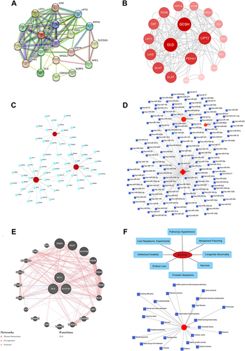 Figure 6 Protein-protein and gene-gene network analysis based on 3 M2R-CRGs. (A and B) Protein-protein interaction networks. (C) Gene-transcription factor interaction network. (D) Gene-miRNA interaction network. (E) Gene-gene interaction network. (F) Gene-disease and gene-drug interaction networks.