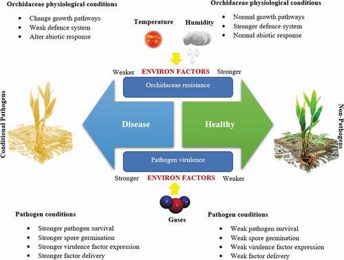 Figure 2. Importance of environmental factors on Orchidaceae-fungal endophytes interactions.