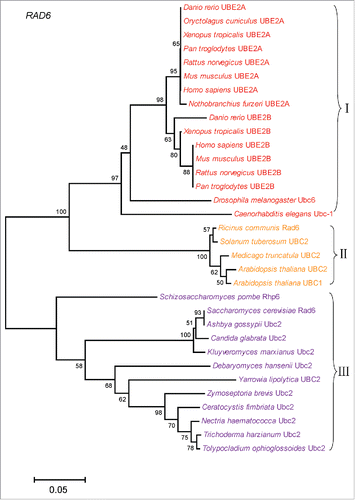 Figure 2. Multiple species phylogenetic tree of Rad6. The same method to that of RNF20 was used to construct this tree.