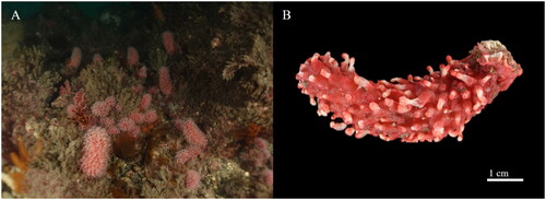Figure 1. Eleutherobia rubra. (A) Population in the coastal sea off the south coast of Korea. (B) Voucher specimen used in this study. Photographs of habitat and voucher were taken by Seung-Hwan Park (underwater photographer at H Dive) and Chi-Hyeon Kim, respectively, and copyright license agreements were obtained.
