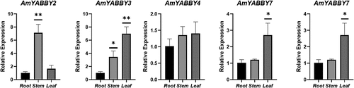 Figure 7. Relative expression levels of 5 AmYABBY genes in different tissue sections of A. mongholicus detected by qRT-PCR.